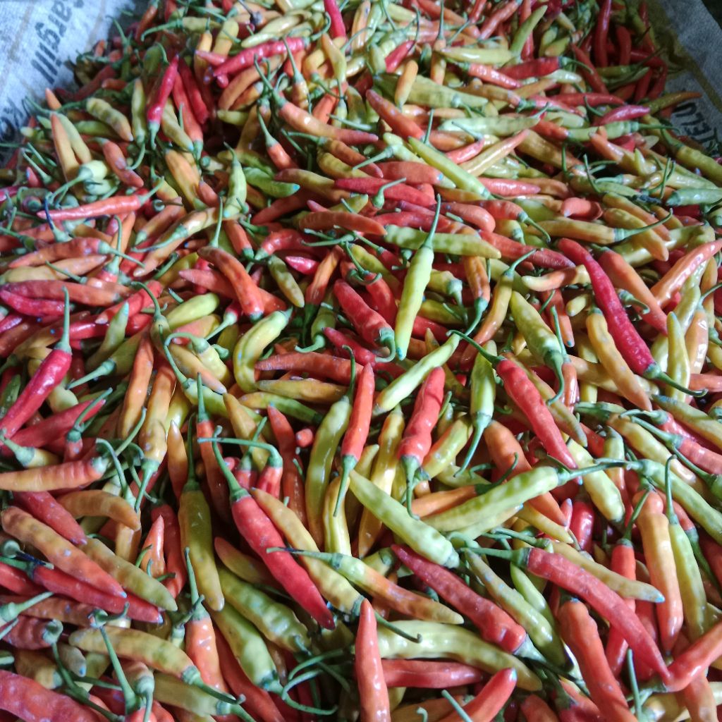 CABE SETAN 1kg BERKUALITAS MAGELANG