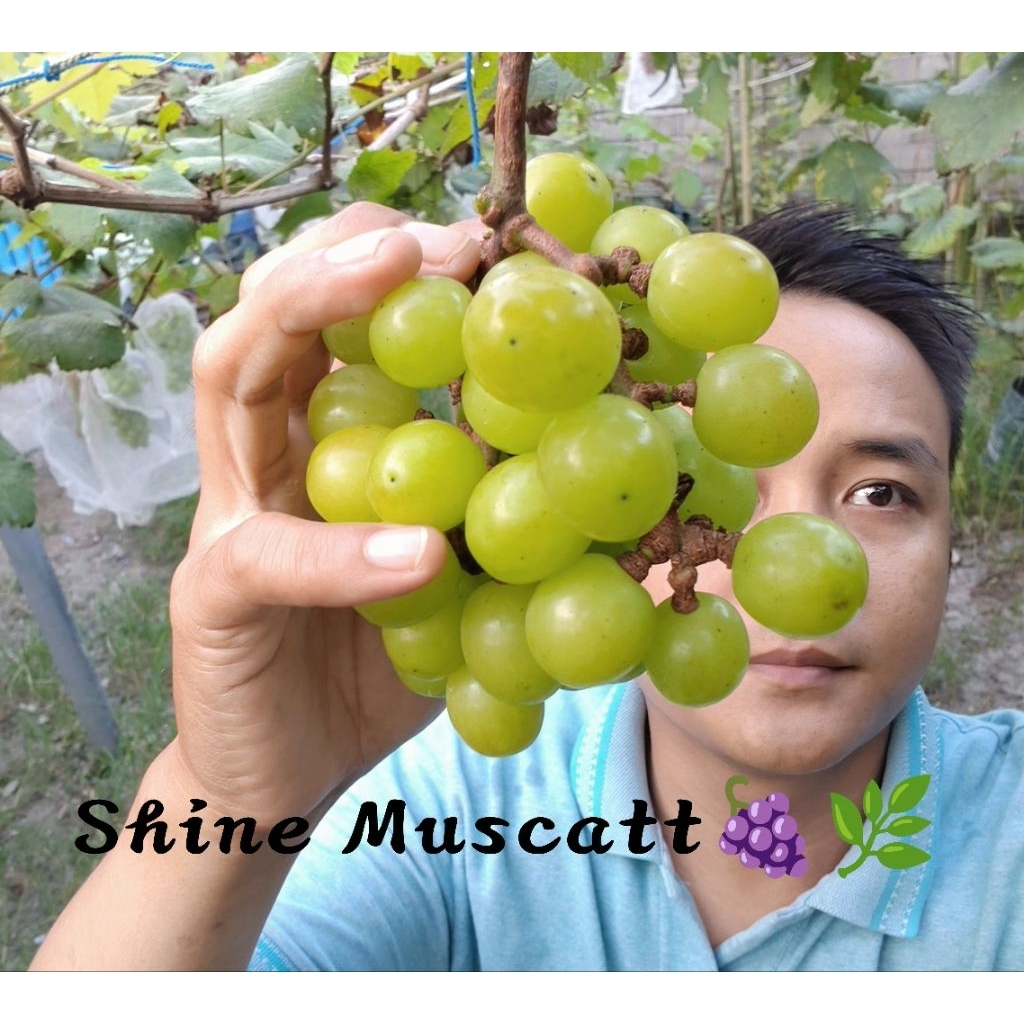 Bibit Anggur Shine Muscat rs Import