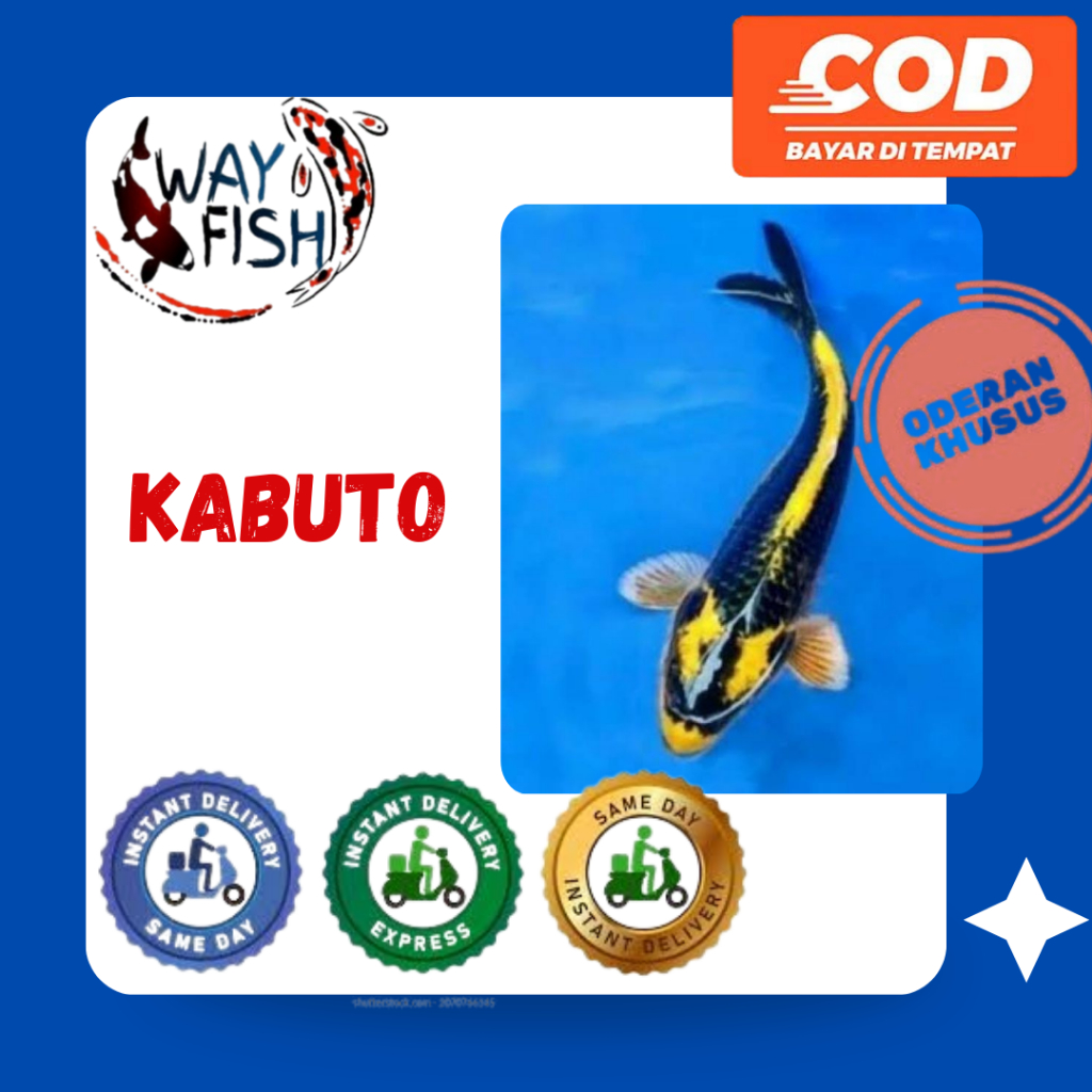 KOI KABUTO | Ikan Koi Kabuto Size 10-12cm | NUSIQA KOI | Kirim Instan/Sameday