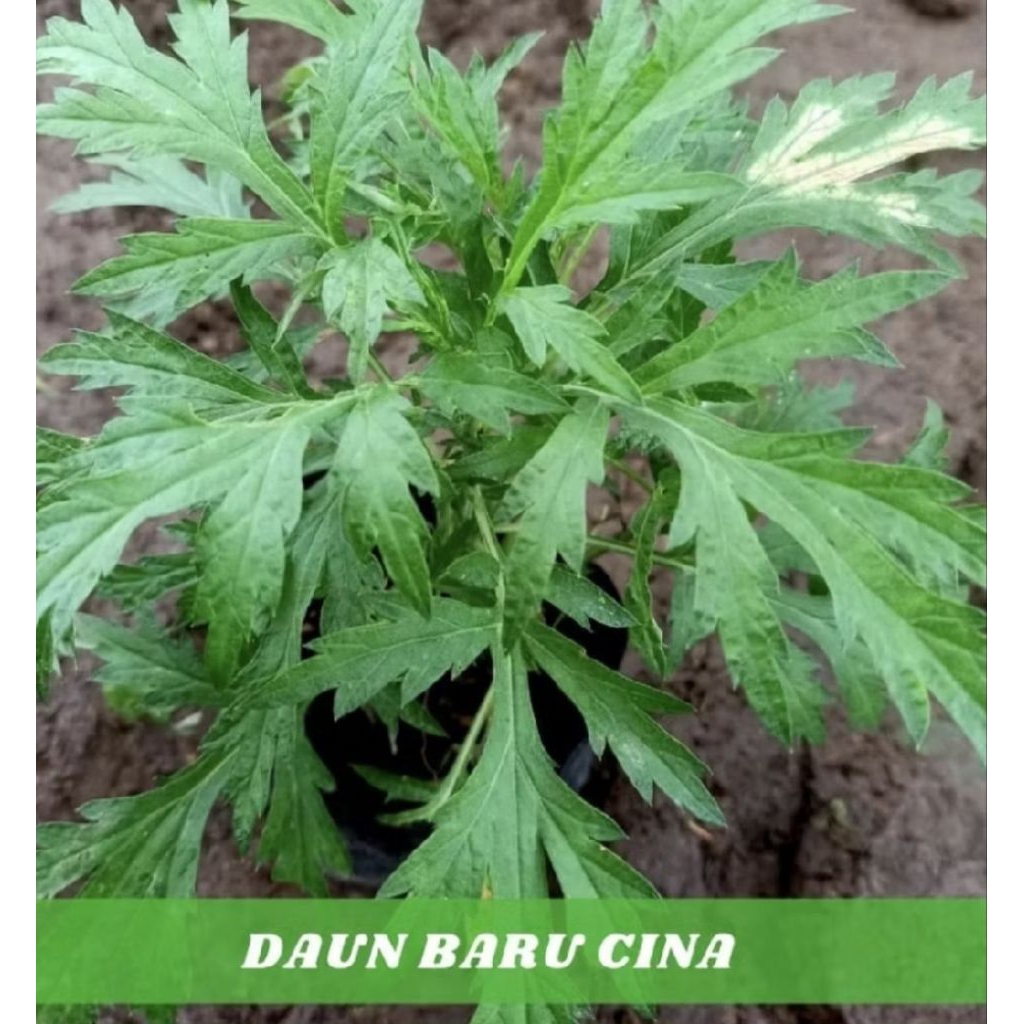 Pohon Daun Baru Cina/ Tanaman Herbal Daun Baru Cina