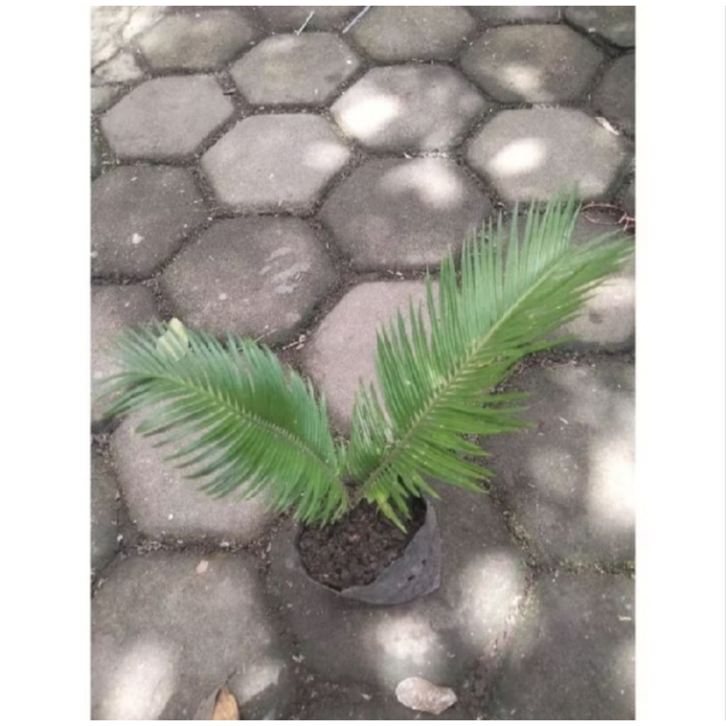 Bibit Sikas mawar mini