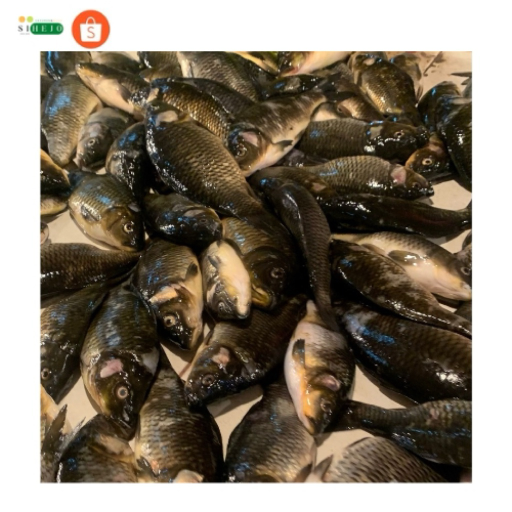 Ikan Mas Segar