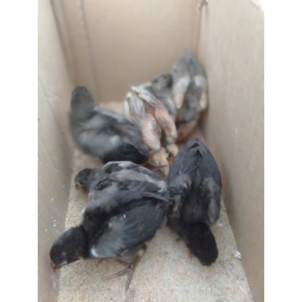 anakan Ayam Bangkok / DOC Bangkok dan mangon usia 2/3 Mingguan