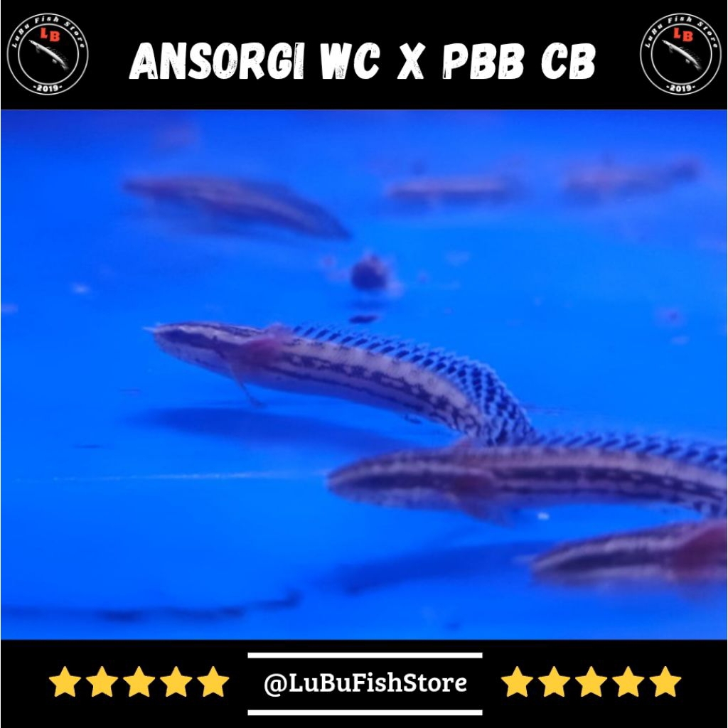 Aksesoris Aquarium Palmas Hybrid Ansorgi WC x PBB CB
