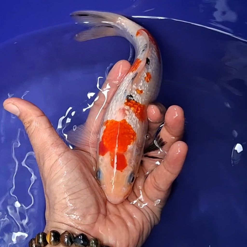 Ikan Koi Blitar Jenis Sanke / Rumah Koi Jakarta / kode 004