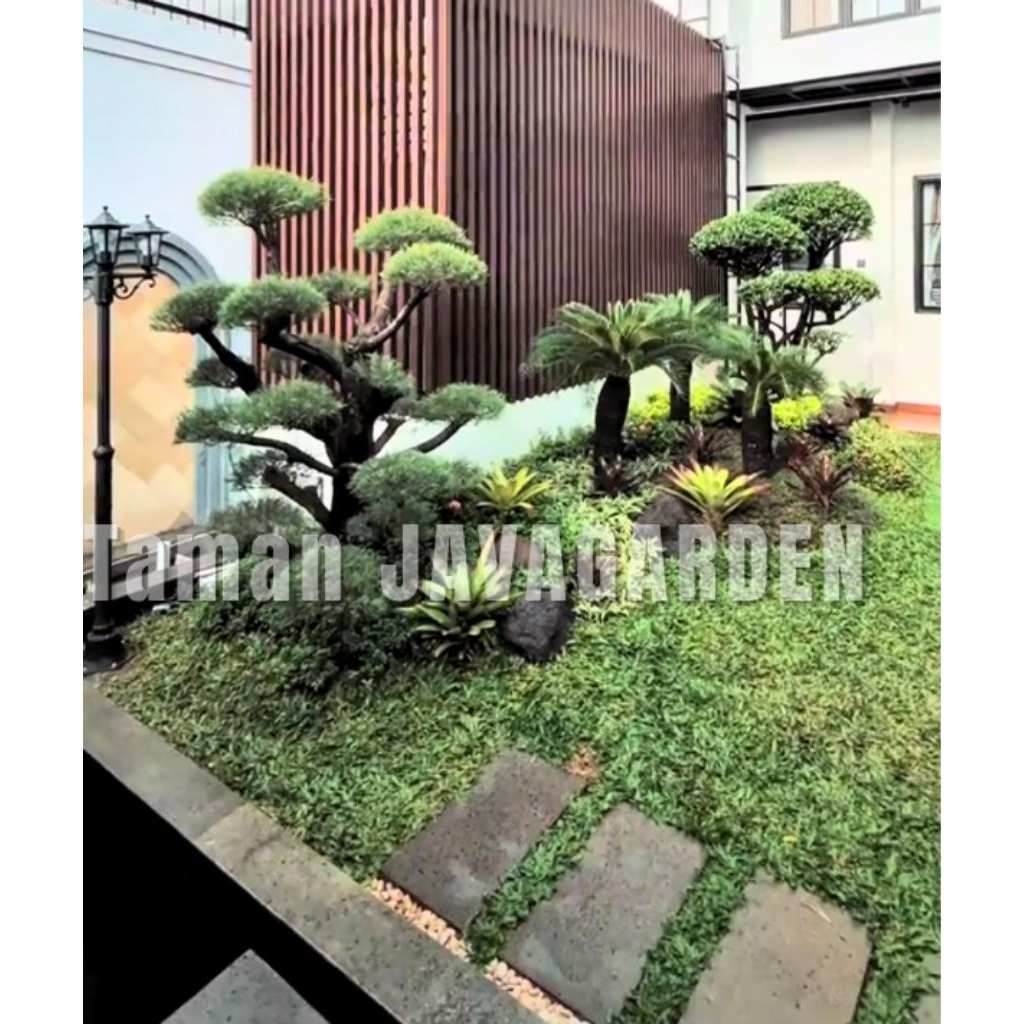 Taman Bonsai Cemara Udang Kombinasi Sikas Dan bonsai Alegen