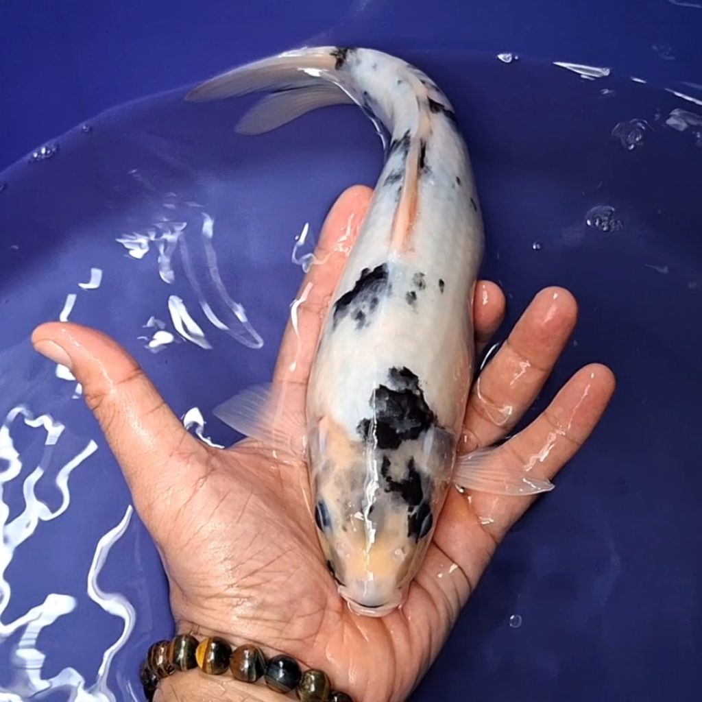 Ikan Koi Blitar Jenis Shiro / Rumah Koi Jakarta / kode 0020