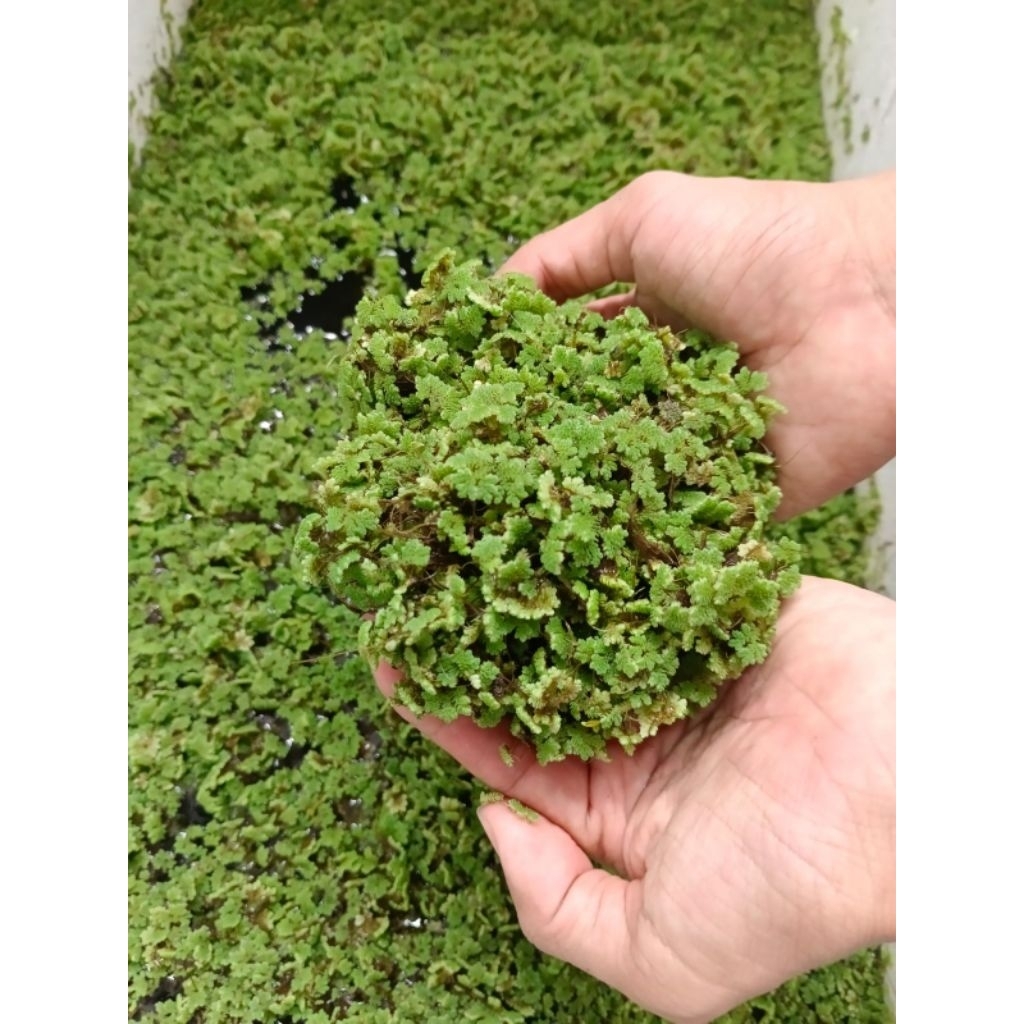 BIBIT AZOLLA / TANAMAN AIR / AZOLA / TUMBUHAN AIR / APU APU / PAKAN IKAN / HIASAN KOLAM AKUARIUM / P