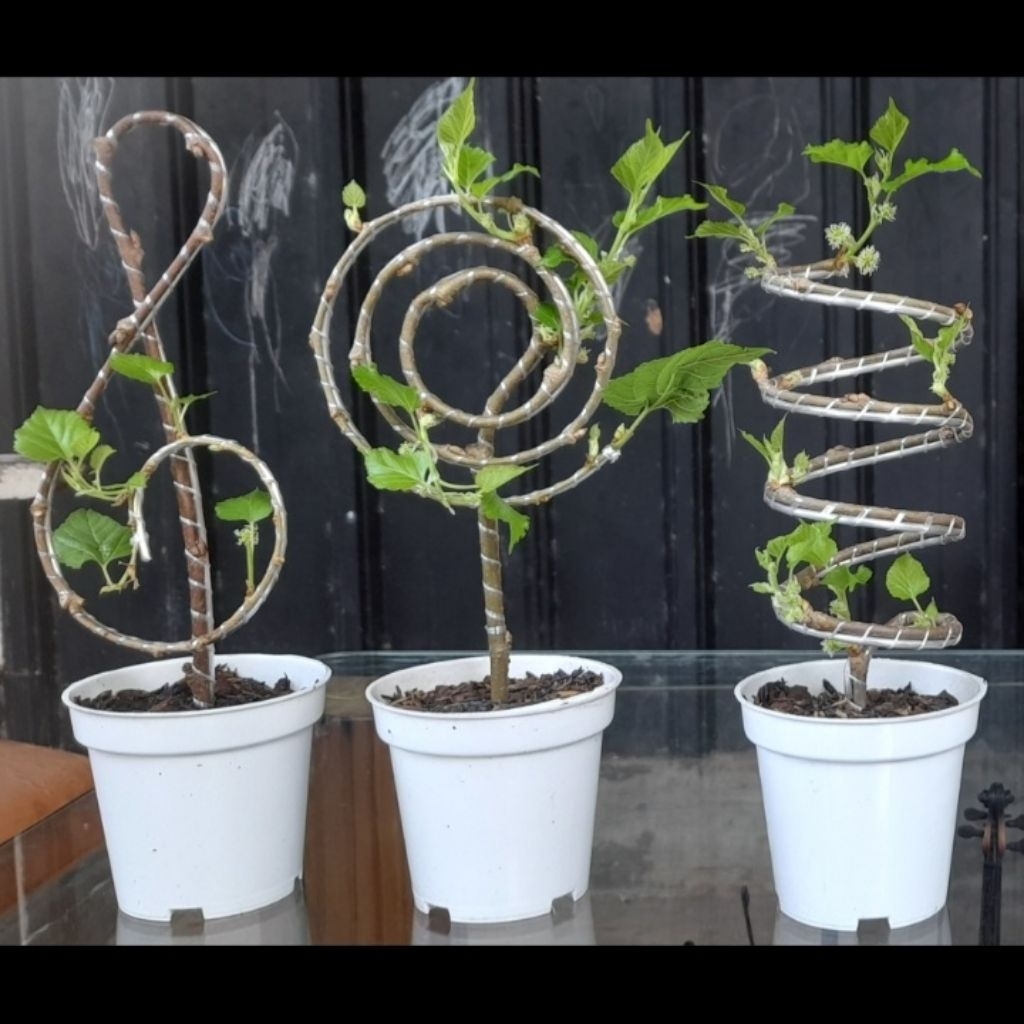 Tabulampot Mini | BerriesPlant | @BerriesPlant | #BerriesPlant