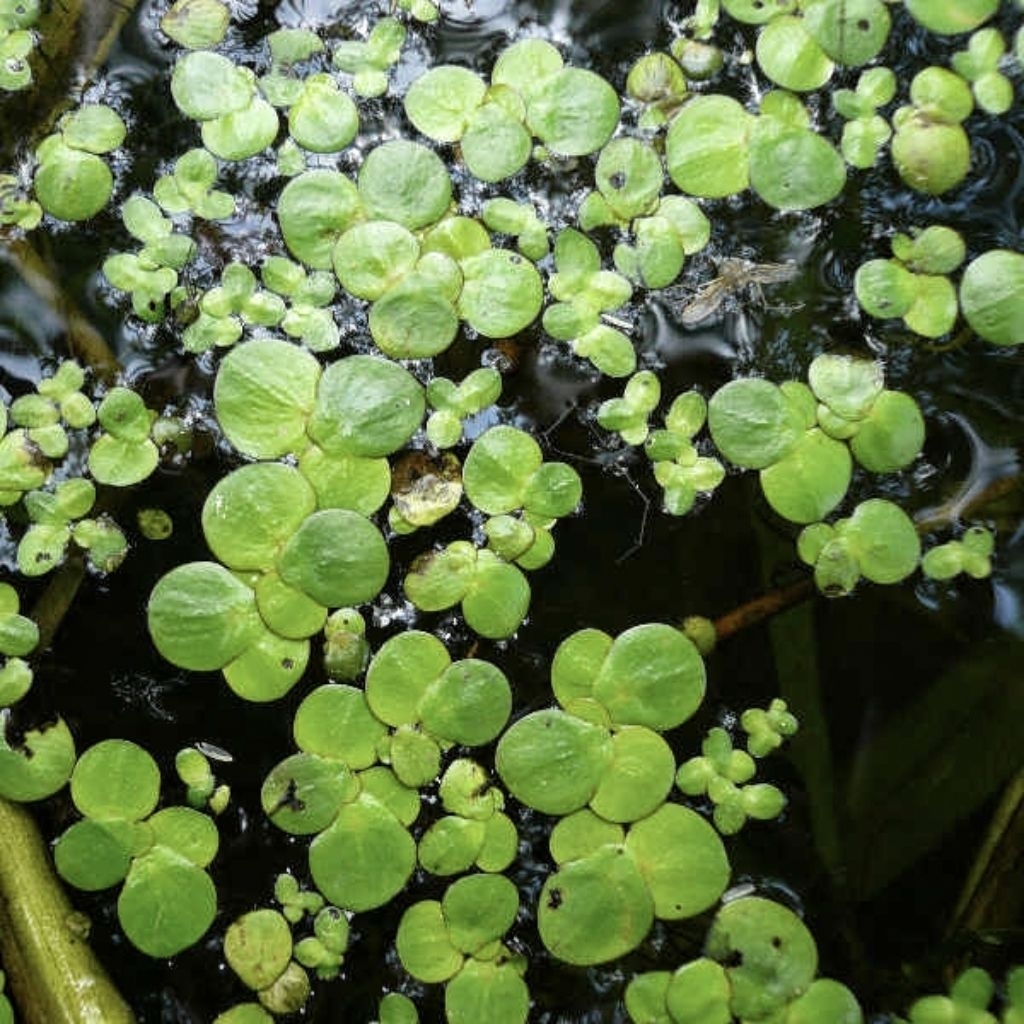 Spirodela Polyrizha Giant Duckweed Tanaman Apung Aquascape Mata Lele Jumbo Besar