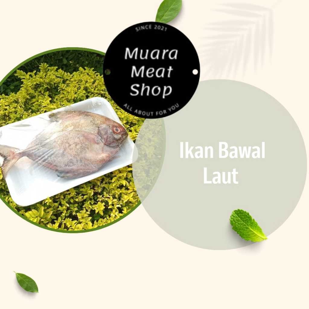 Ikan Bawal Laut -+ 300gr Muara Meat Shop