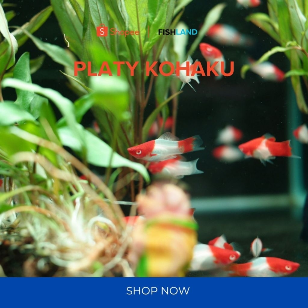 (Real Pict) Platy Kohaku, Platy Sunrise Ikan Molly Hias Aquascape