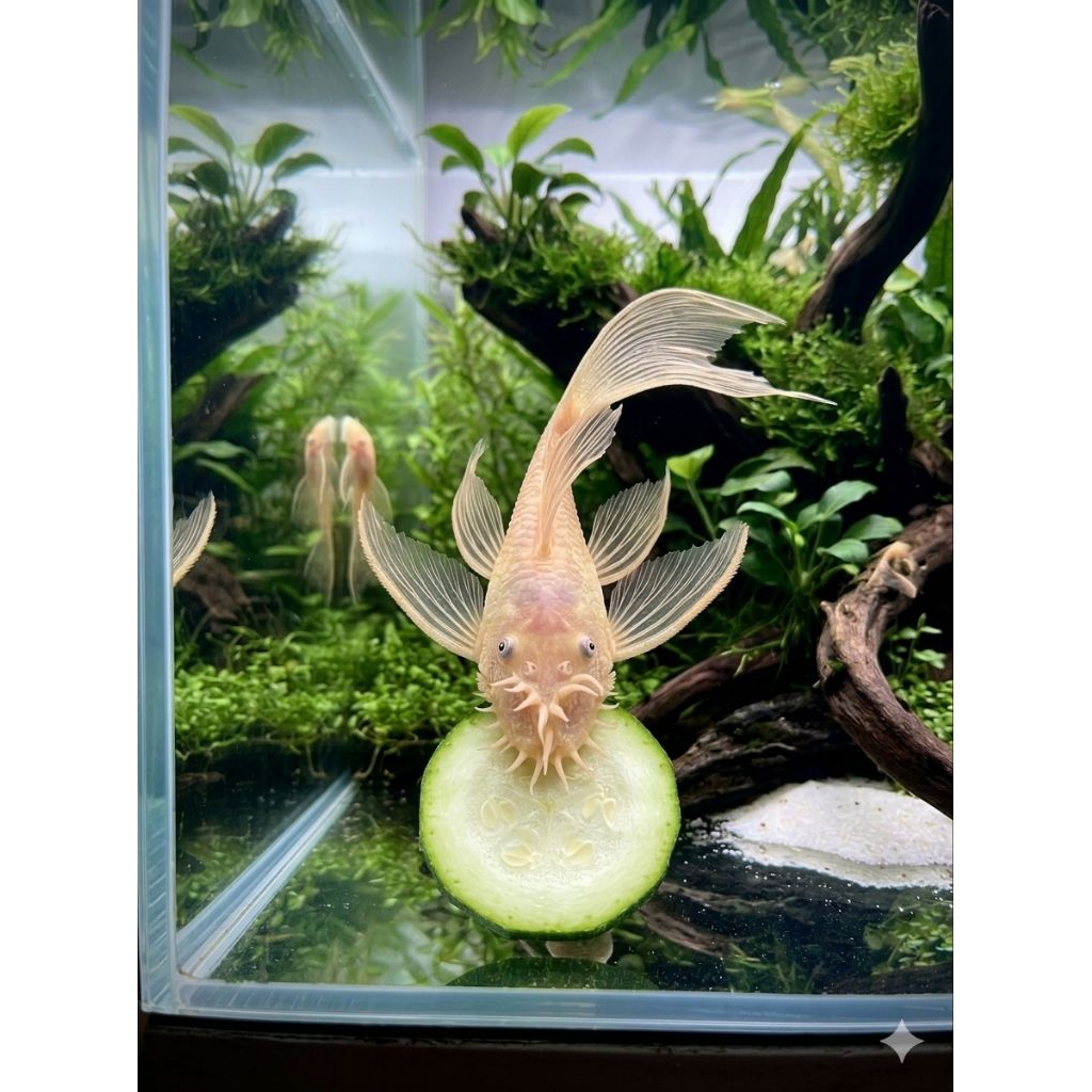 Ikan Brushmouth slayer L144 / ikan dasaran/algaeter longfin Size 7-8cm
