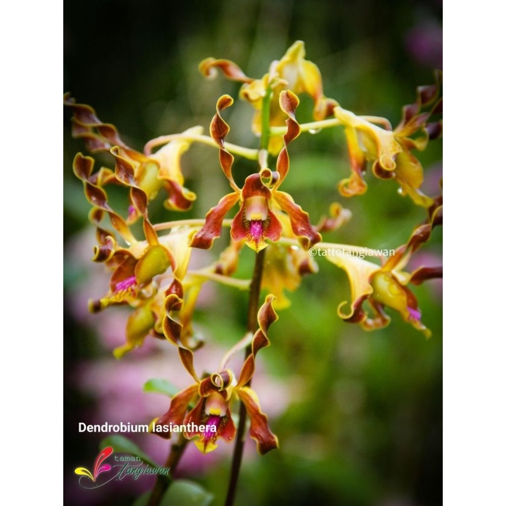 Anggrek Dendrobium Keriting Lasianthera - Anggrek Dendrobium Remaja