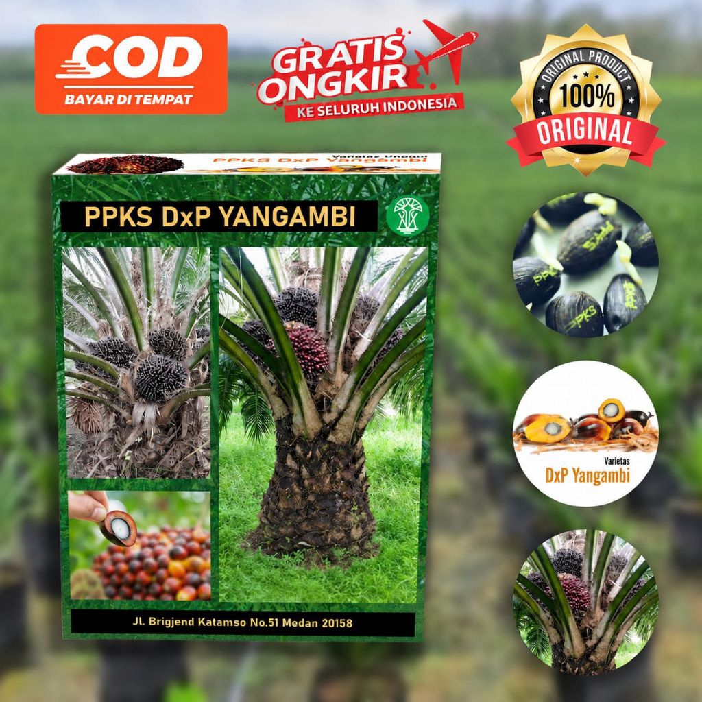 PPKS DXP YANGAMBI SUPER UNGGULAN DAN BERSERTIFIKAT RESMI