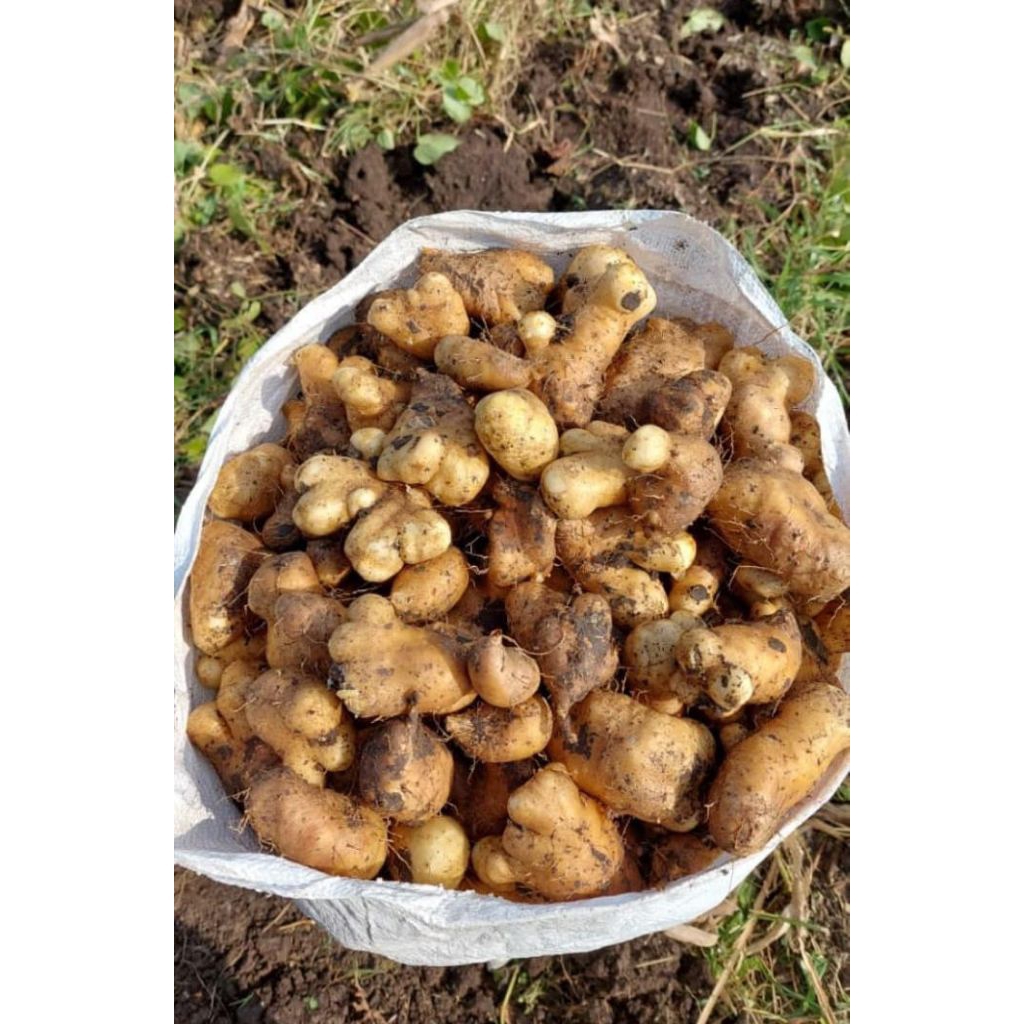 Gembili ketan/ ubi gembili ketan / hui gembili ketan