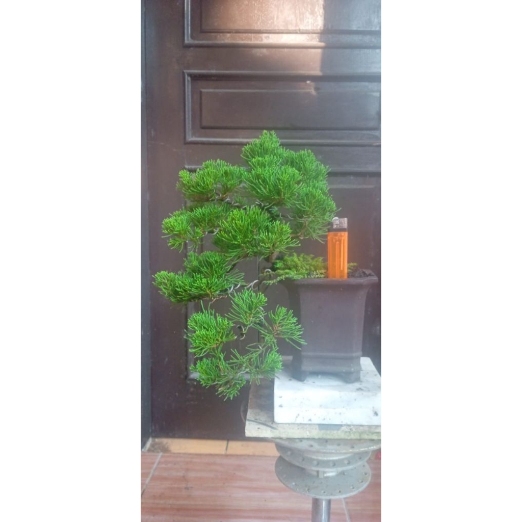 Bonsai Sinensis/Cinensis