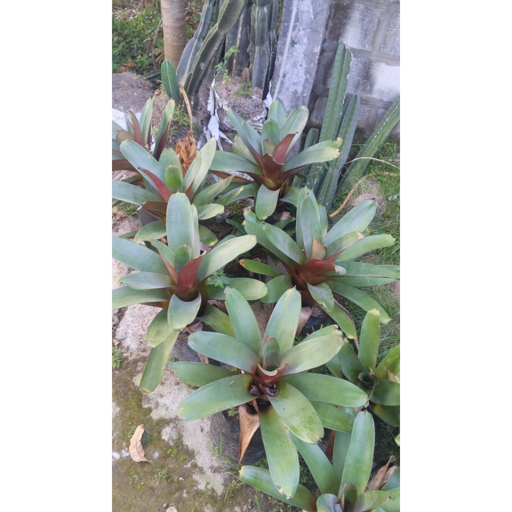 bromelia Giant red