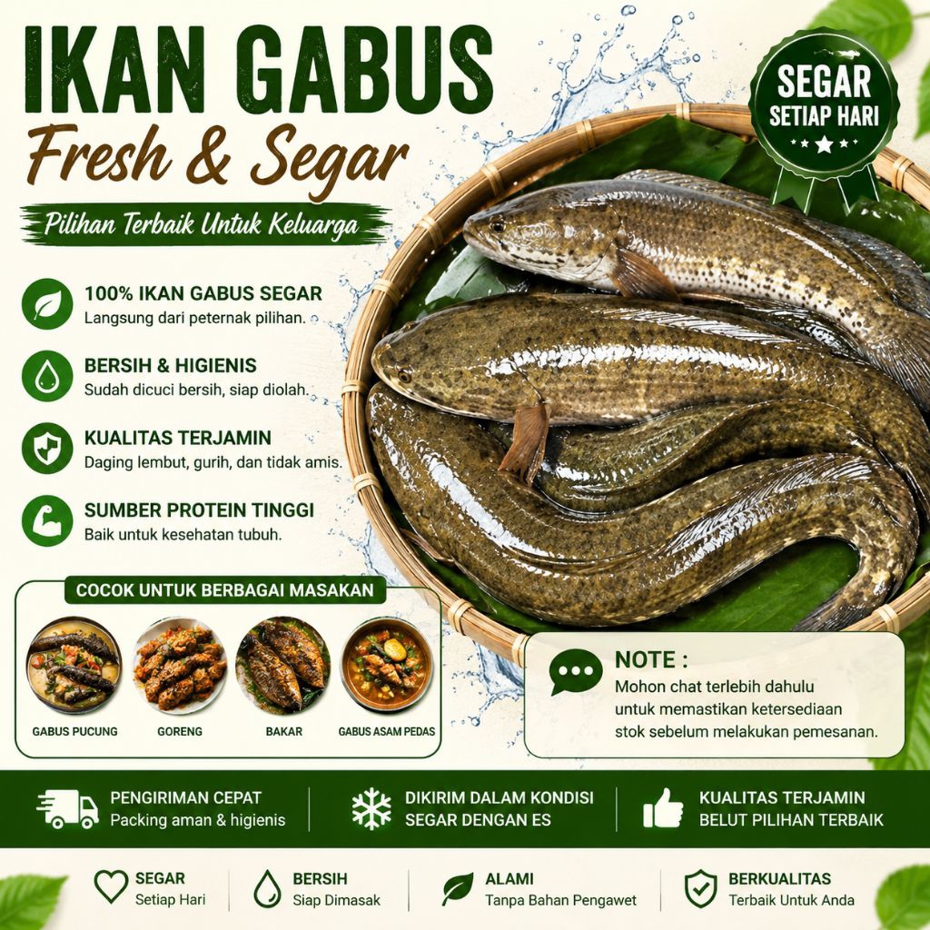 Ikan Gabus Fresh Segar Pilihan