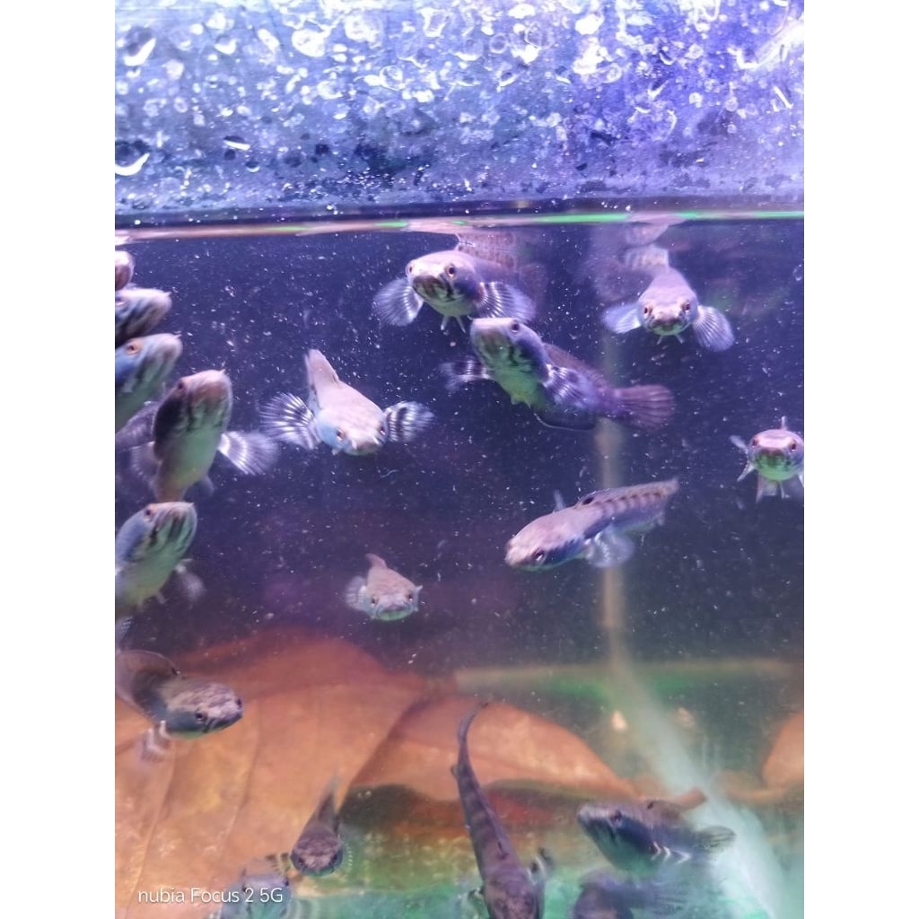 ikan Channa blue pulcra grade A+++ size 6-8 cm