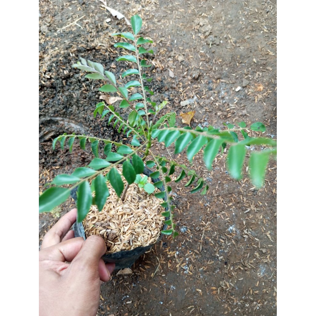 salam koja/tanaman salam koja/bibit salam koja/pohon salam koja