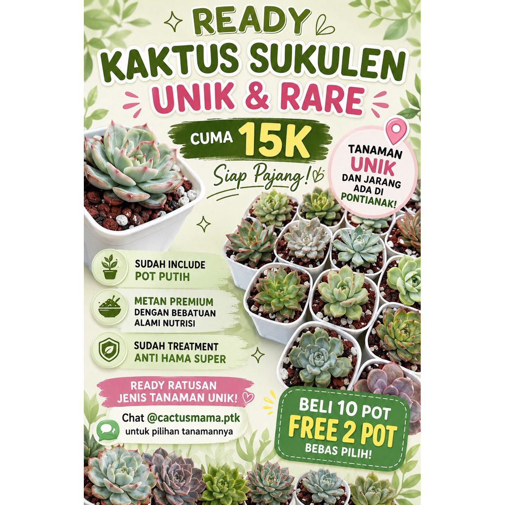 PREMIUM SUKULEN SET RARE SPESIAL 15K