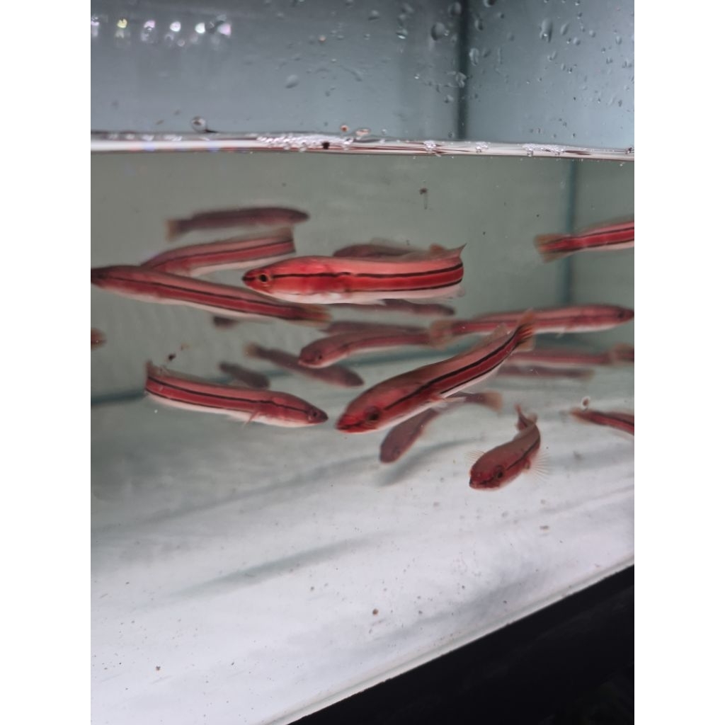 (Seafood) Toman Hijau 8-15 Hiasan Aquarium