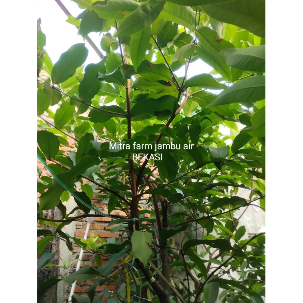 bibit jambu air salju cangkok, di jamin asli