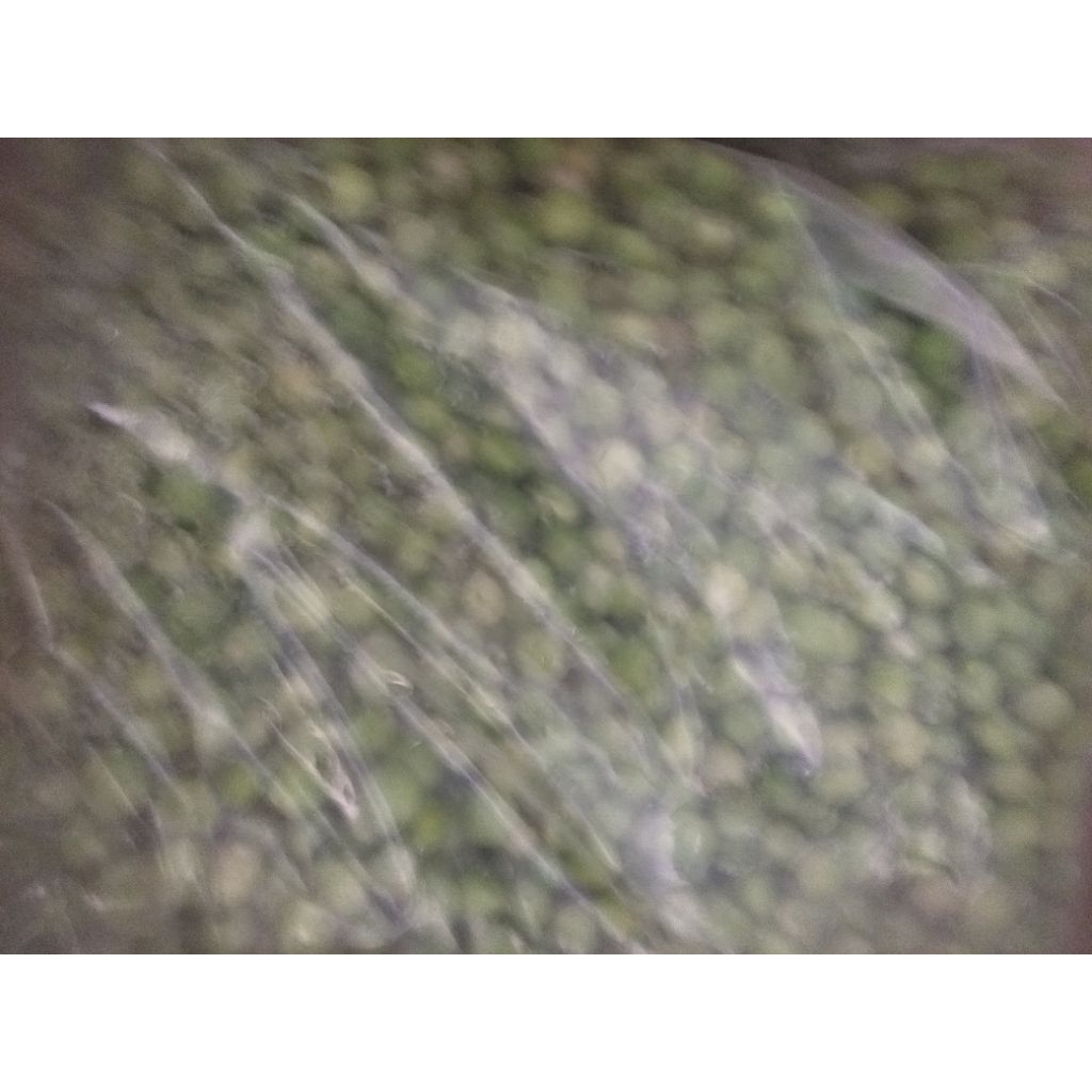 Sayur Kacang Polong Ercis segar