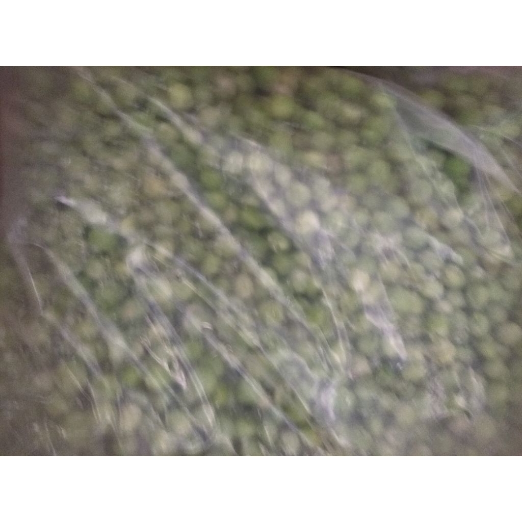 Biji Kacang Polong Ercis hijau segar