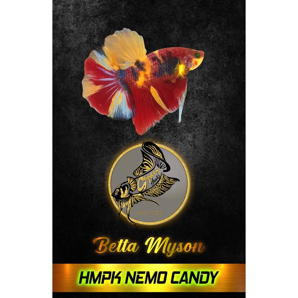 CUPANG HMPK NEMO CANDY HULK