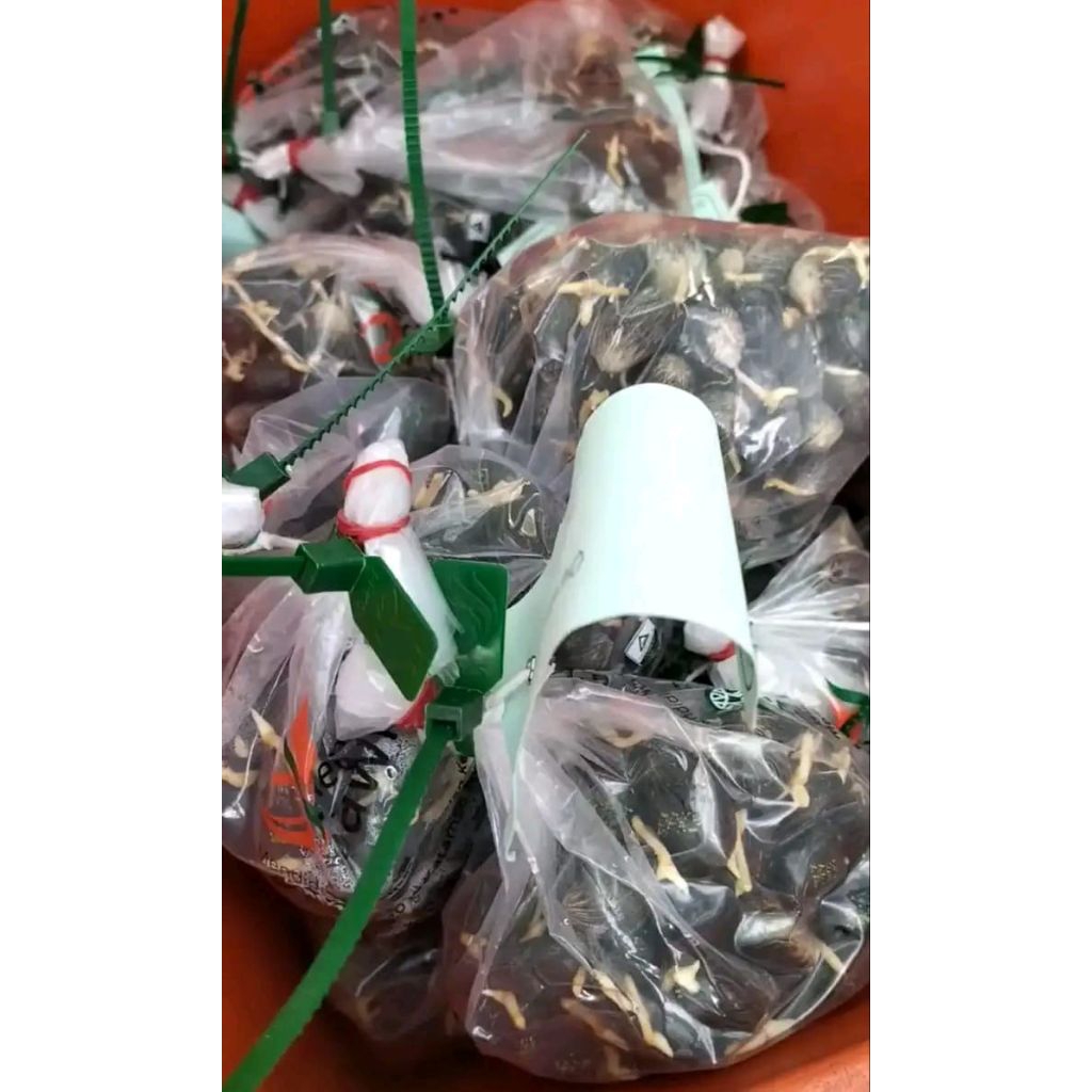 Benih kelapa sawit ppks Simalungun