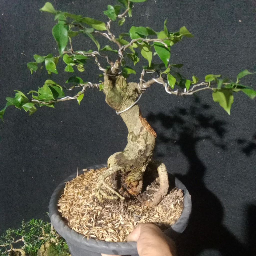 bonsai beringin benjamin