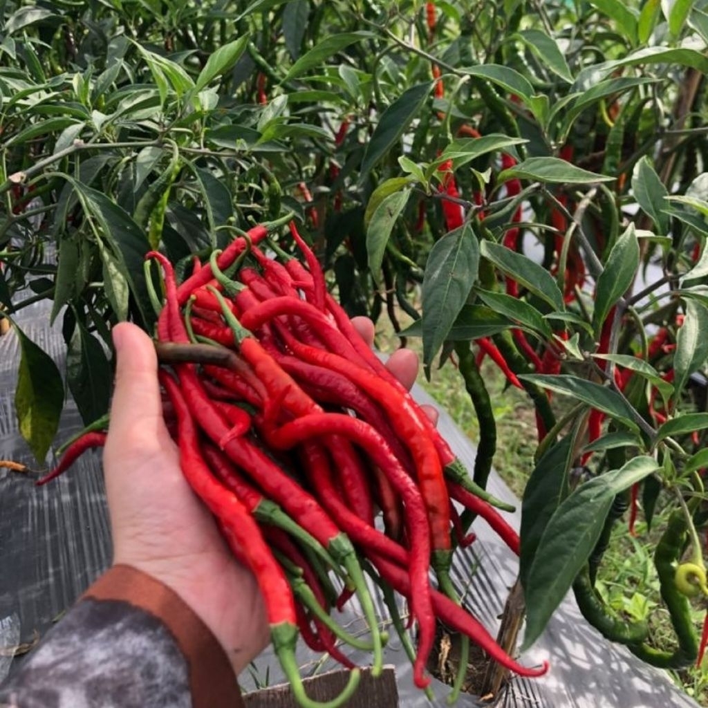 15 Biji Benih Cabe Merah Keriting Unggul - Bibit Cabai CMK Super Lebat Premium