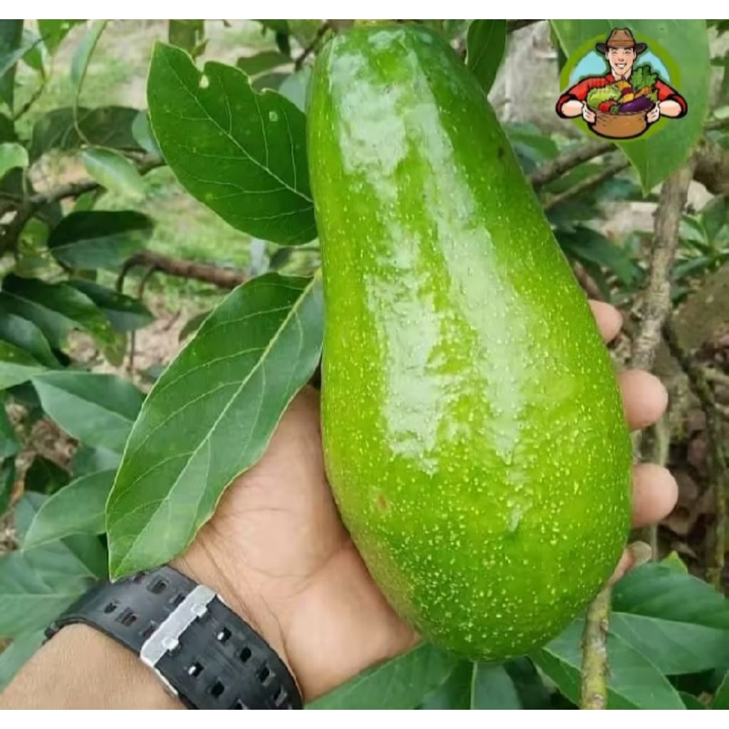 Bibit Alpukat Siger Okulasi berkualitas unggul, berasal dari hasil okulasi sehingga lebih cepat berb