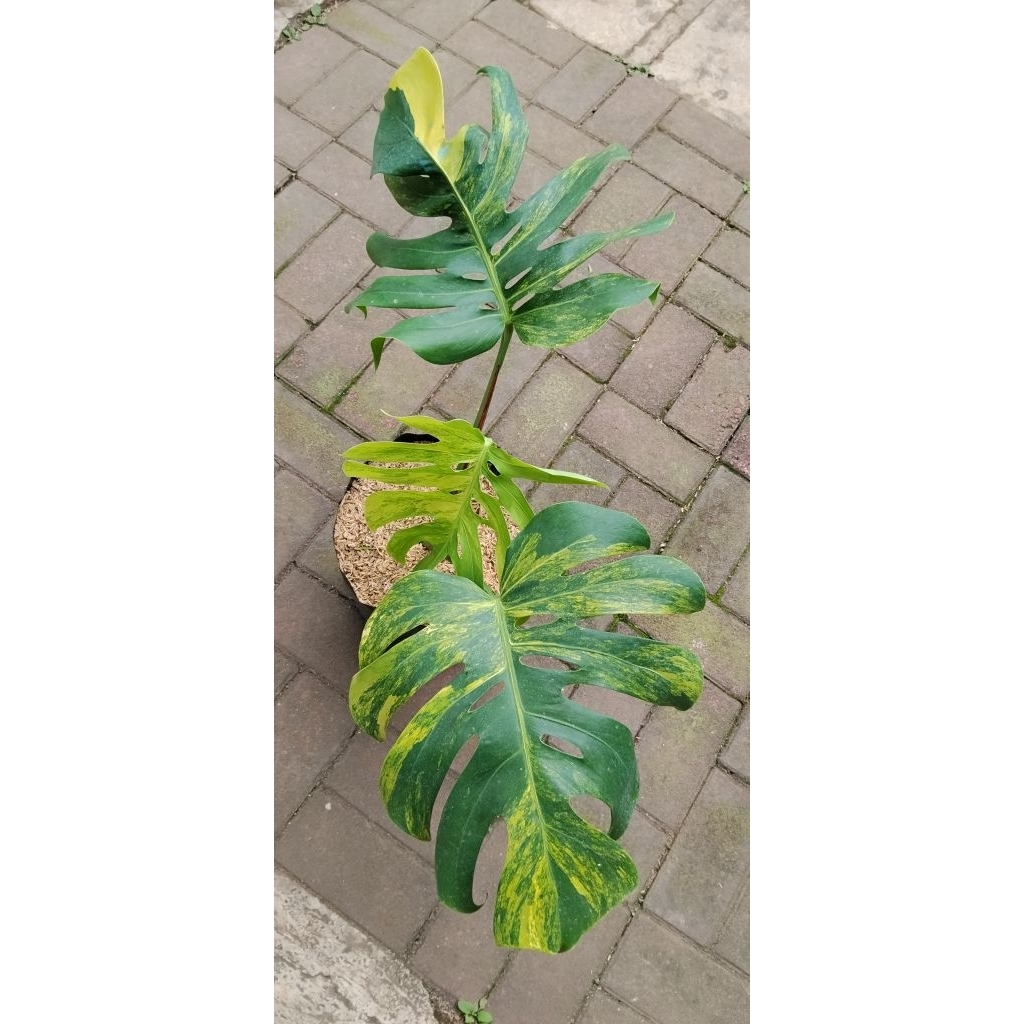 monstera marmorata