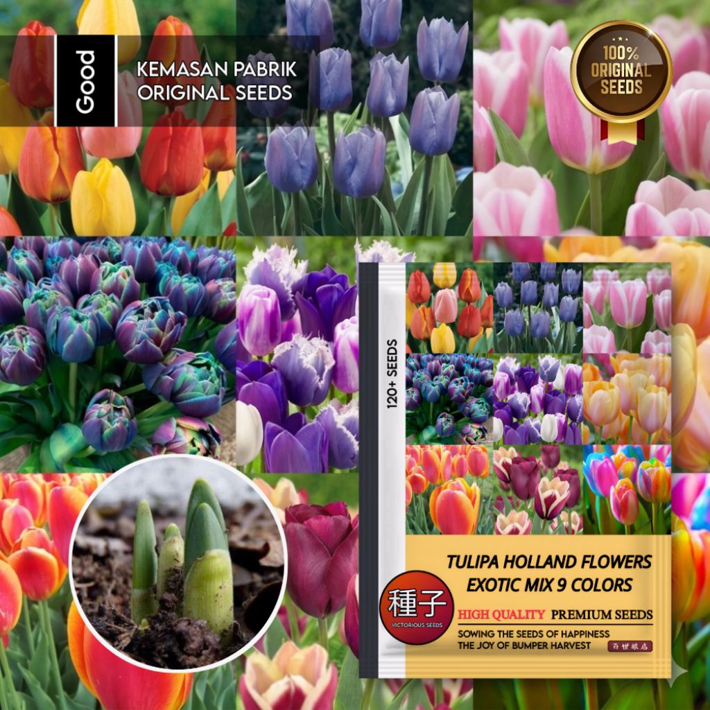 120 Butir Benih Bunga Tulip Campur 9 Warna | Bibit Bunga Tulip | Mudah tumbuh