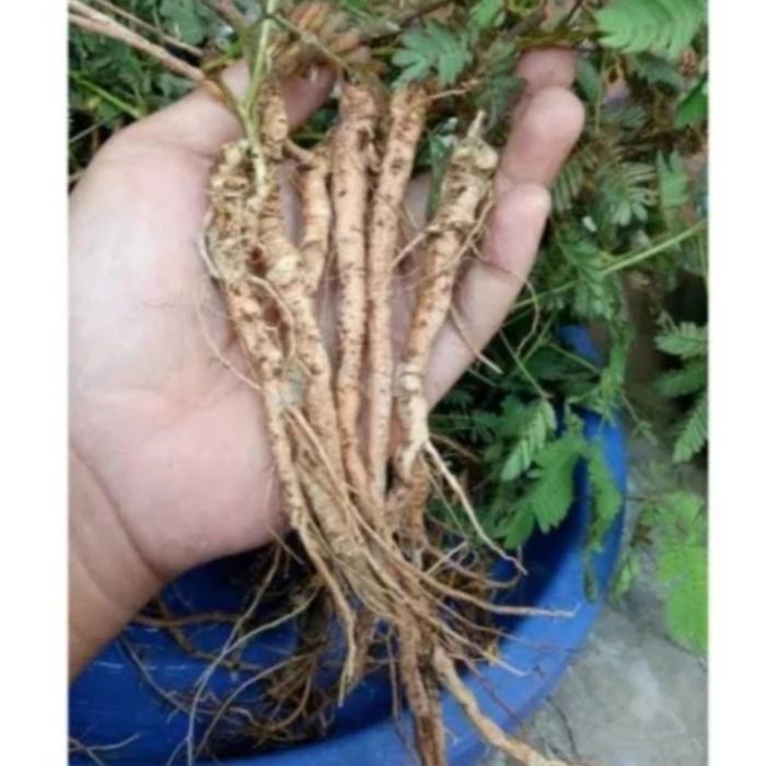 50 gr akar putri malu segar putri malu daun putri malu fresh