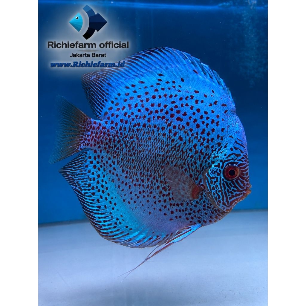 Discus Blue Leopard 4 inc