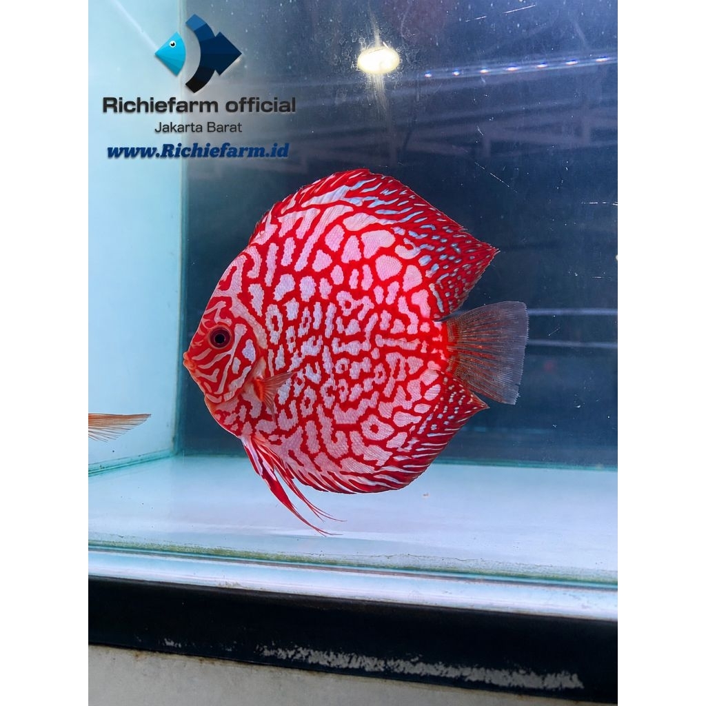 Discus Pigeon Blood 4 inc