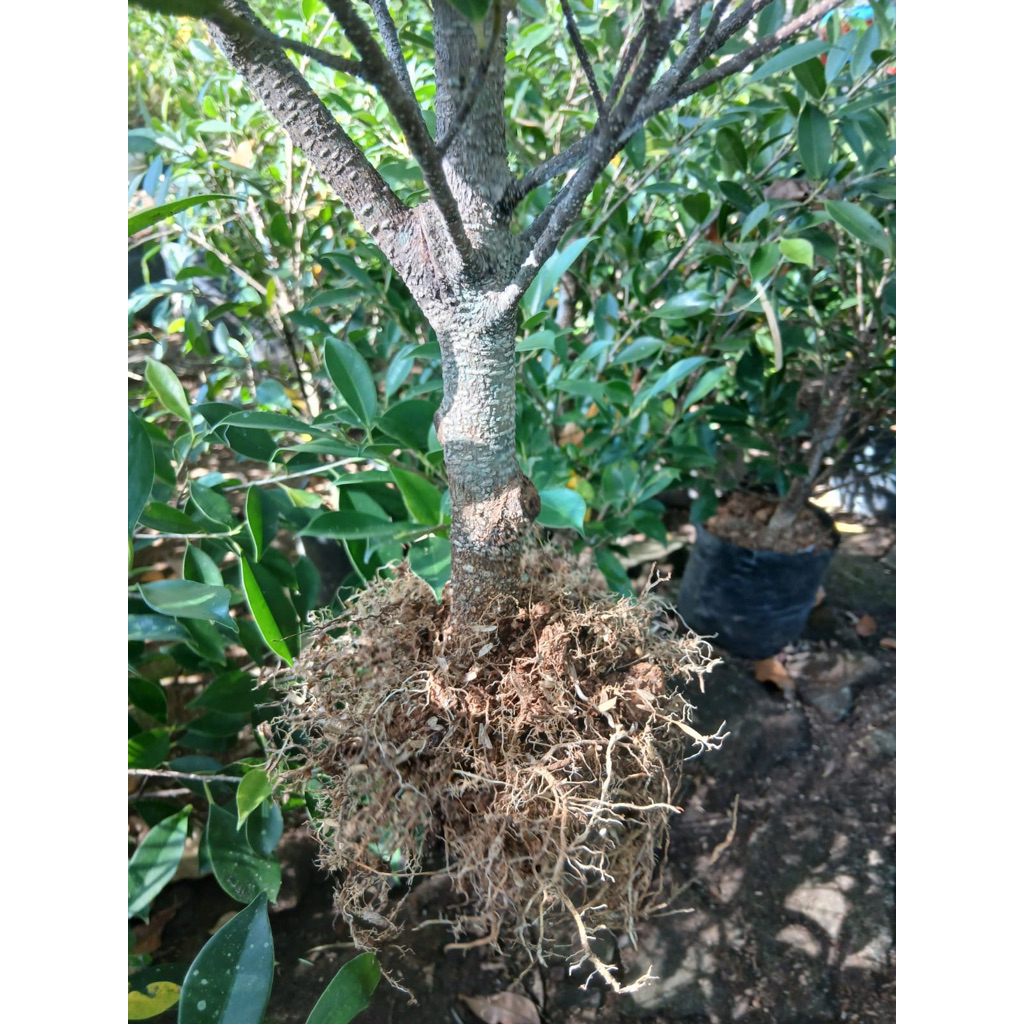 bahan kimeng bahan pecah batang super prospek - cocok bonsai & proakar