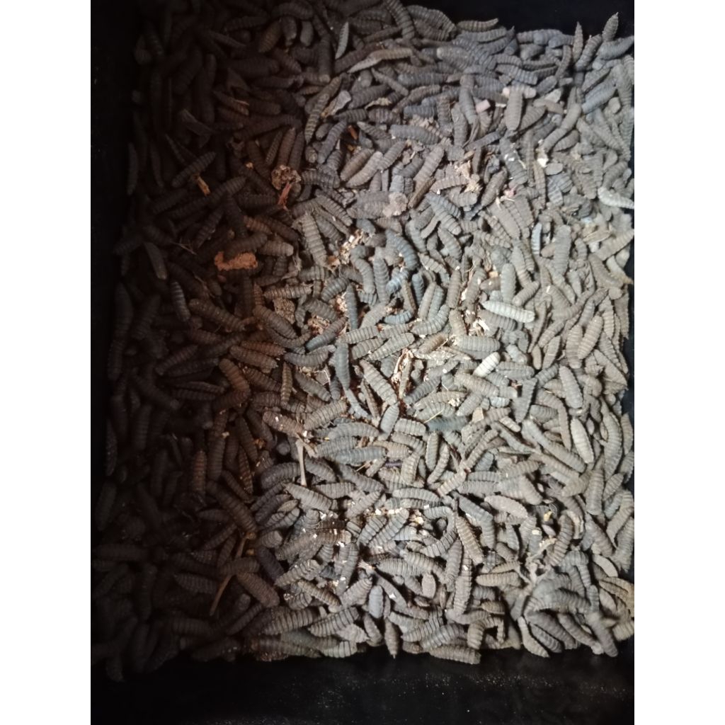 Prepupa Maggot BSF