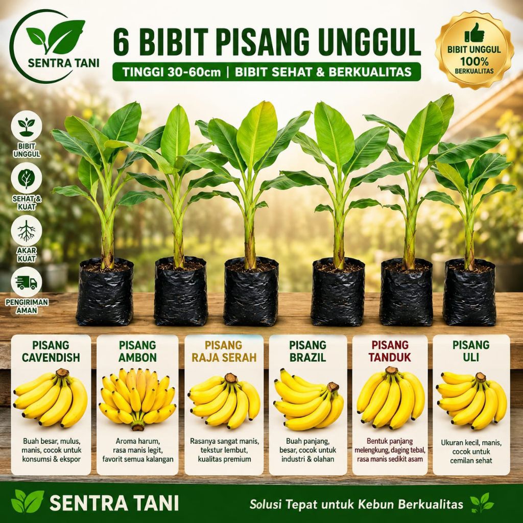 Bibit Pisang Super Varian - Cavendish,Raja Sereh , , Tanduk , Brazil,Uli