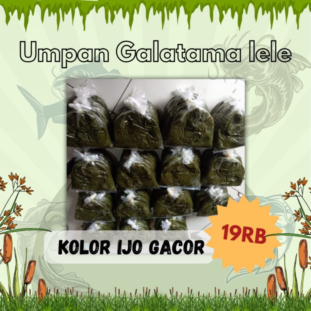 Umpan Buto Ijo galatama Lele / kolor ijo gacor