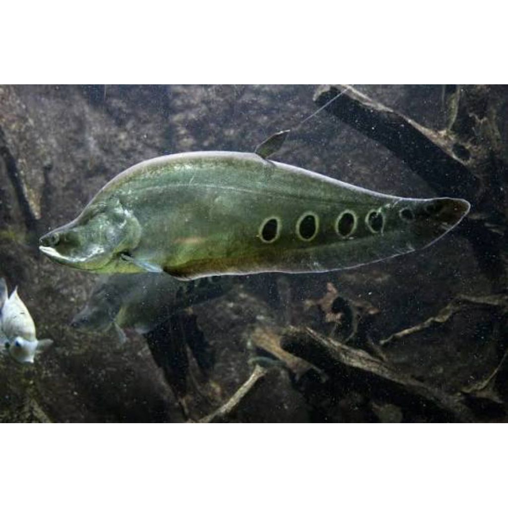 ikan hias belida size kecil