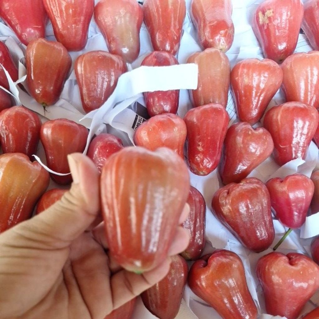BUAH JAMBU CITRA  1 KG