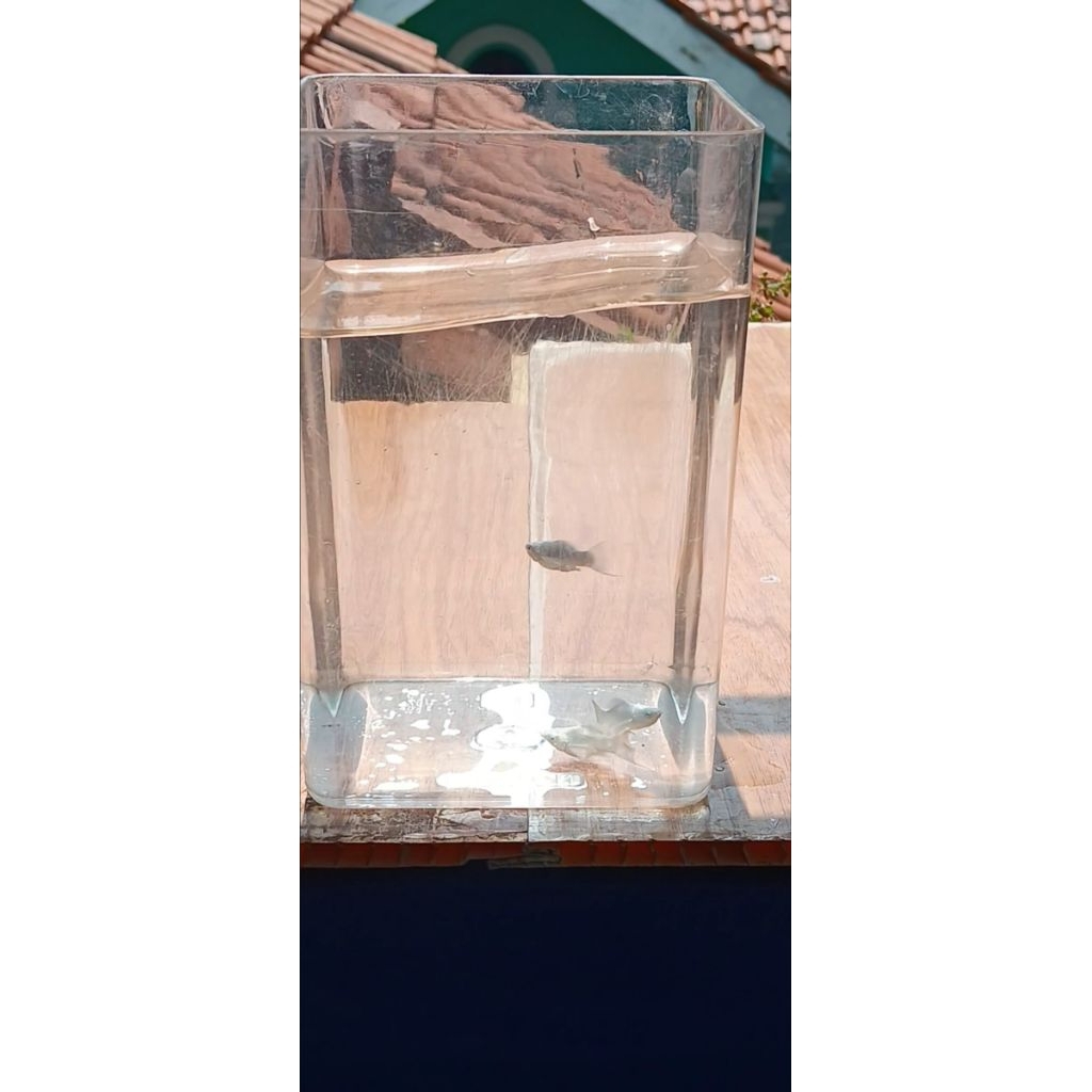 ikan molly platinum