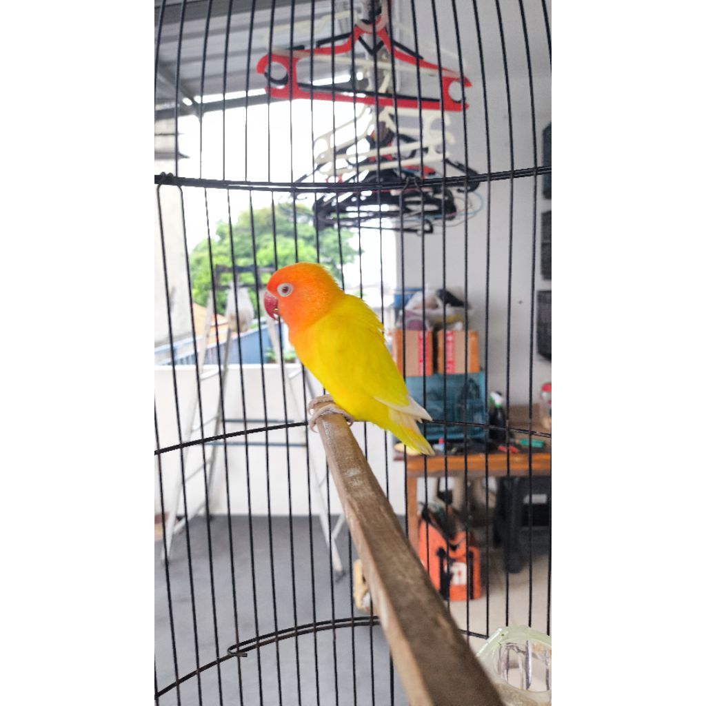 Lovebird Lutino Mata merah