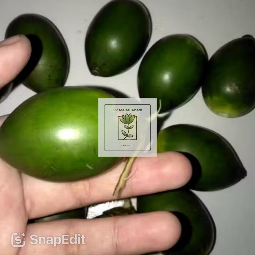 Pinang Muda Segar Langsung Metik Dari Pohon Kualitas Premium Murah Obat Untuk Pria Perkasa Dan Keseh