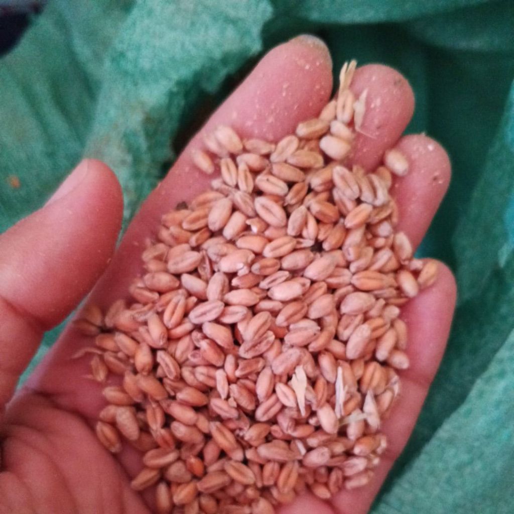 Gandum 1kg Rumput gandum pakan Ternak 1Kg